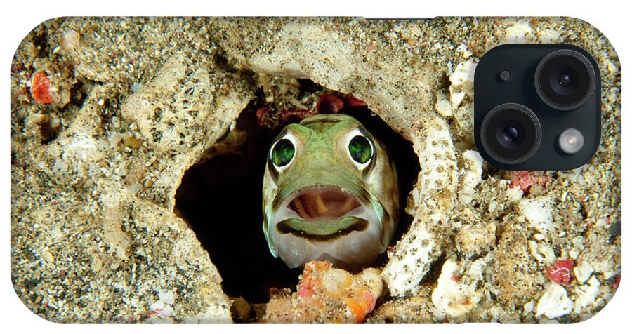 1015553 iPhone Case featuring the photograph Jawfish Opistognathus Sp. Appeared by Nhpa