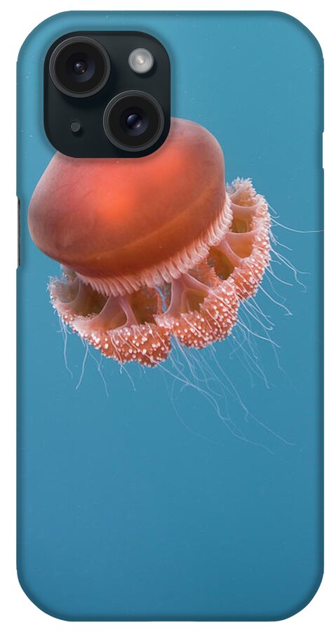 Underwater iPhone Case featuring the photograph Jelly Fish by Scott Portelli