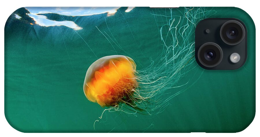 Underwater iPhone Case featuring the photograph Jellyfish, Alaska by Paul Souders