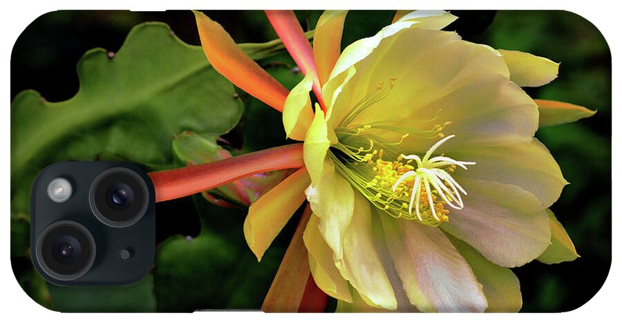 Nature iPhone Case featuring the photograph Jerusalem Day Orchid Cactus by Brian Tada