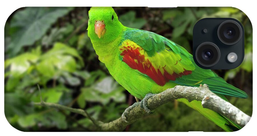 Jonquil Parrot iPhone Case featuring the photograph Jonquil Parrot by Arterra Picture Library