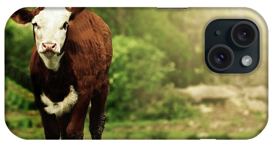 Cow iPhone Case featuring the mixed media Just A Cow And A Bird by Trish Tritz