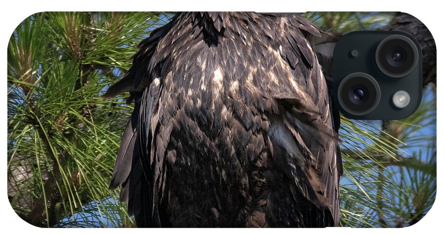 Eagle iPhone Case featuring the photograph Juvenile Bald Eagle by JASawyer Imaging