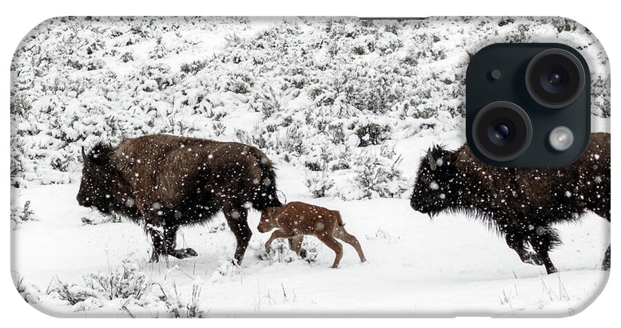 Bison iPhone Case featuring the photograph Keeping up by Ronnie And Frances Howard