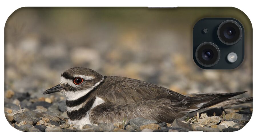 American Wildlife iPhone Case featuring the photograph Killdeer by James Zipp