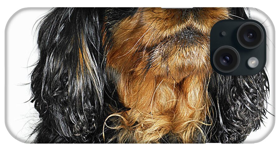 Pets iPhone Case featuring the photograph King Charles Cavalier Portrait by Gandee Vasan