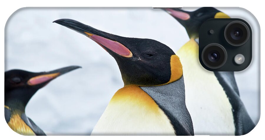 Snow iPhone Case featuring the photograph King Penguin by Japanese Amateur Photog