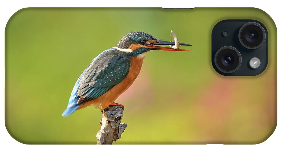 New Territories iPhone Case featuring the photograph Kingfisher Catch Fish by Boti
