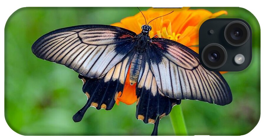 Butterfly iPhone Case featuring the photograph Kite Swallowtail by Susan Rydberg