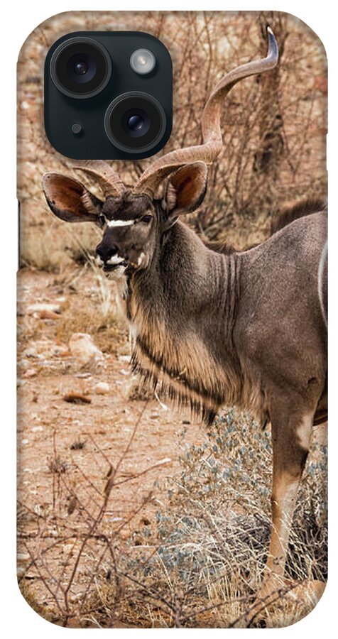 Kudu iPhone Case featuring the photograph Kudu in the Kalahari desert, Namibia by Lyl Dil Creations