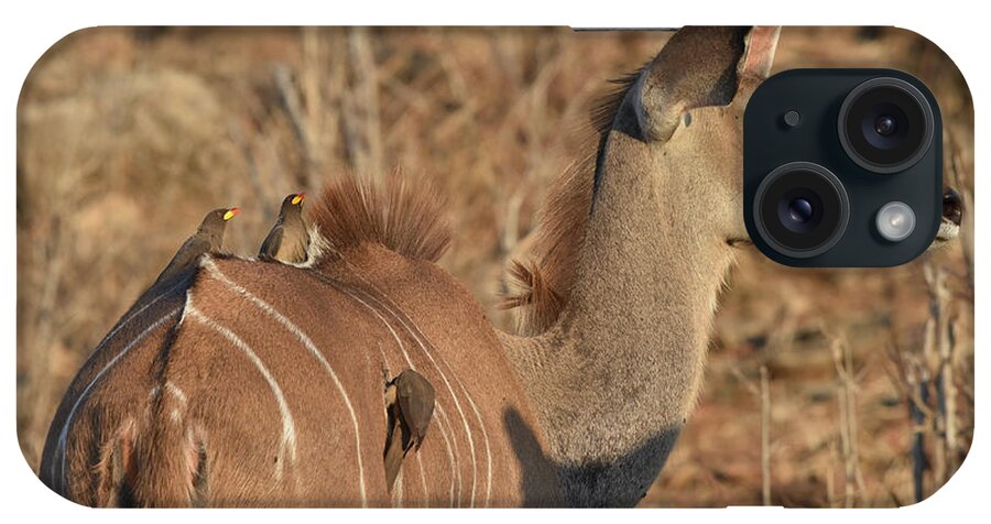 Kudu iPhone Case featuring the photograph Kudu with Oxpeckers by Ben Foster