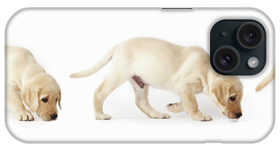 White Background iPhone Case featuring the photograph Labrador Retriever Puppy Walking by Uwe Krejci