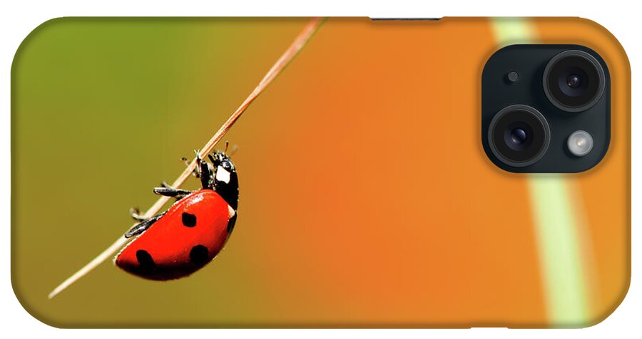 Grass iPhone Case featuring the photograph Ladybird On Blade Of Grass by Michael Roberts