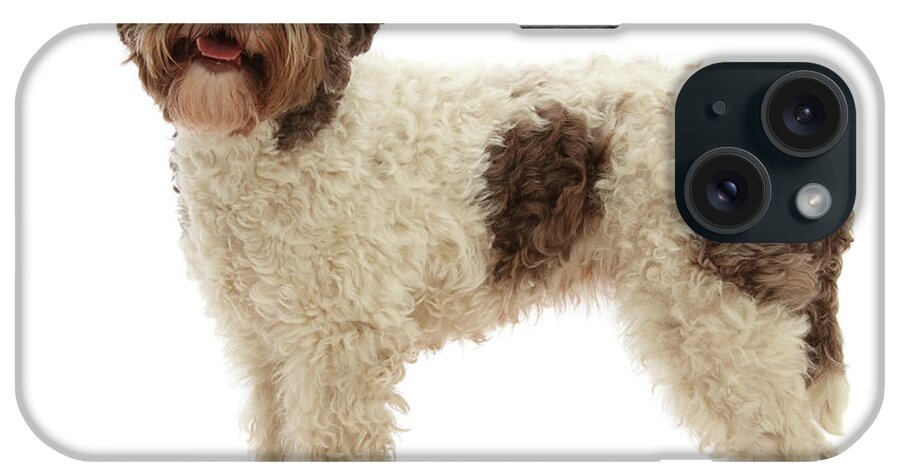 Animal iPhone Case featuring the photograph Lagotto Romagnolo Bitch, 3 Years Old by Mark Taylor