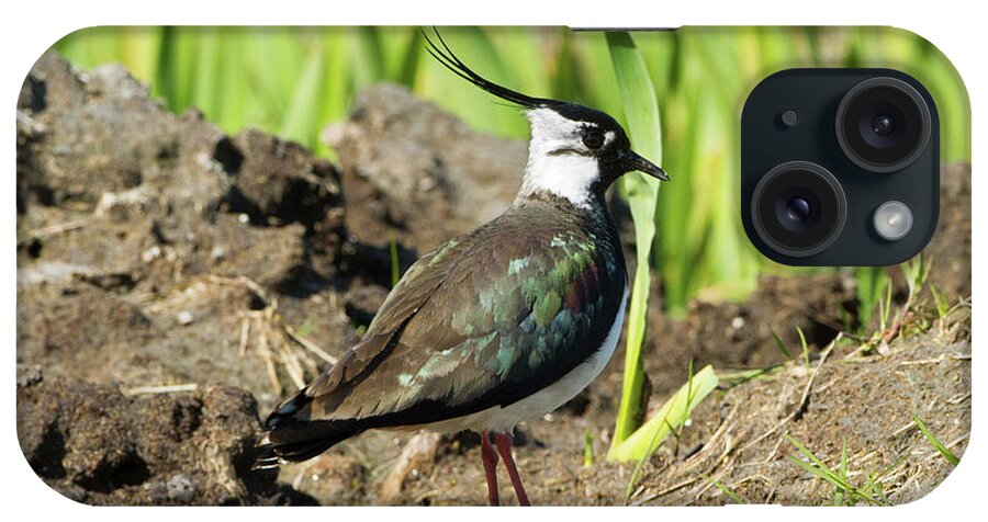 Animal iPhone Case featuring the photograph Lapwing In Machair, North Uist, Scotland, Uk by David Woodfall / Naturepl.com
