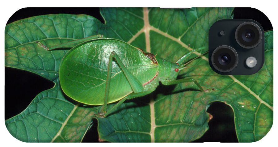Tettigoniidae iPhone Case featuring the photograph Large Green Bush Cricket On Papaya Leaf by Dr Morley Read/science Photo Library
