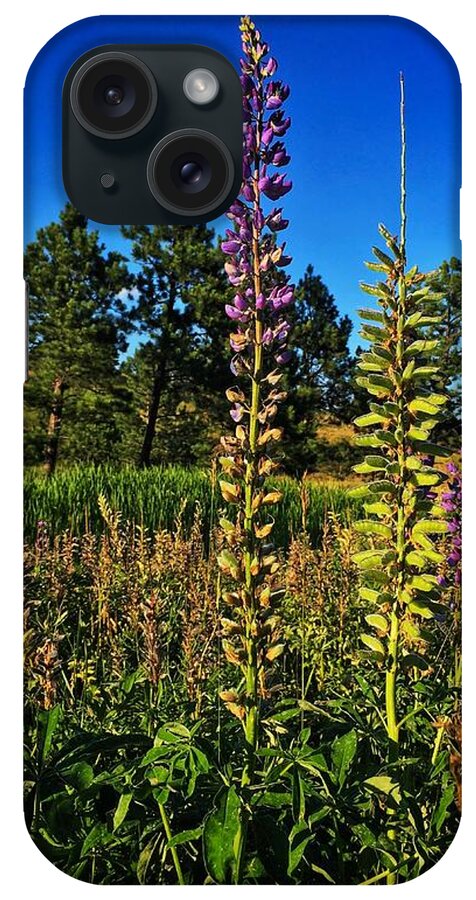 Landscape iPhone Case featuring the photograph Last Lupine by Dan Miller