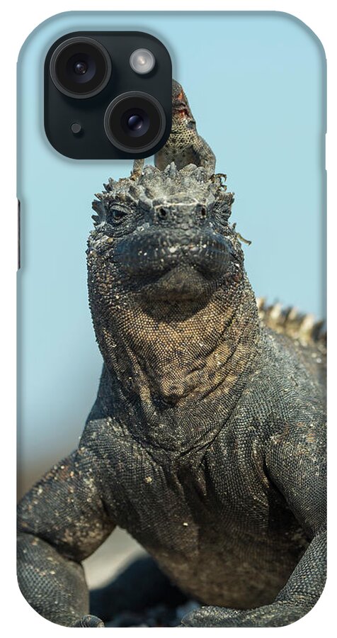 Animal iPhone Case featuring the photograph Lava Lizard On Marine Iguana by Tui De Roy