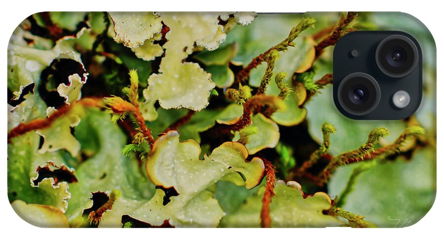Macro Photography iPhone Case featuring the photograph Lichen by Meta Gatschenberger