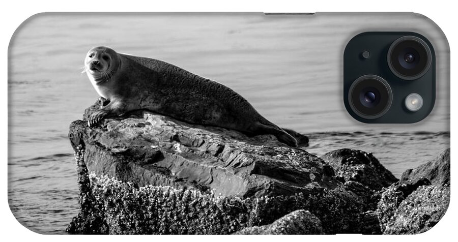 Harbor Seal iPhone Case featuring the photograph Lifting Fog by Cathy Kovarik