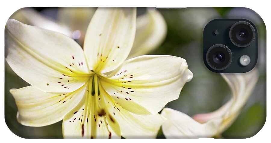 Lily iPhone Case featuring the photograph Lily (lilium 'apollo') by Dr Keith Wheeler/science Photo Library