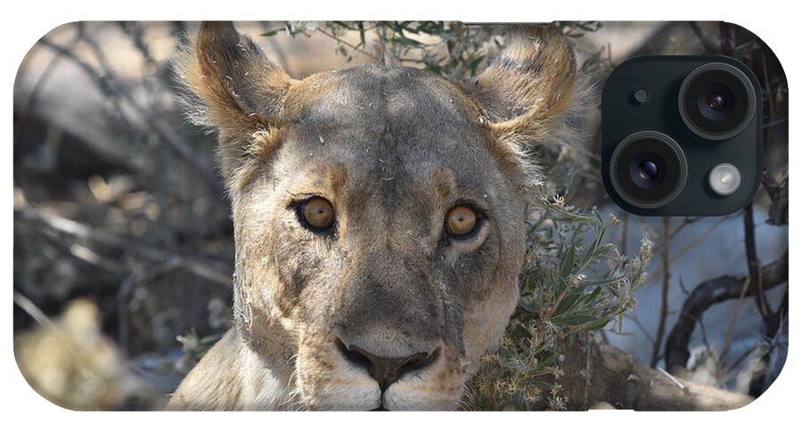Lion iPhone Case featuring the photograph Lioness by Ben Foster