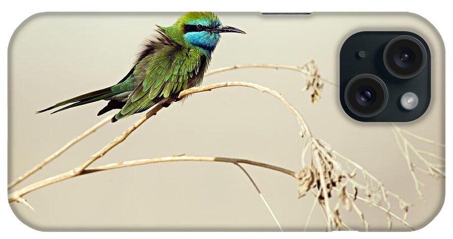 East iPhone Case featuring the photograph Little Bee-eater, Merops Orientalis by Ilia Shalamaev Wwwfocuswildlifecom