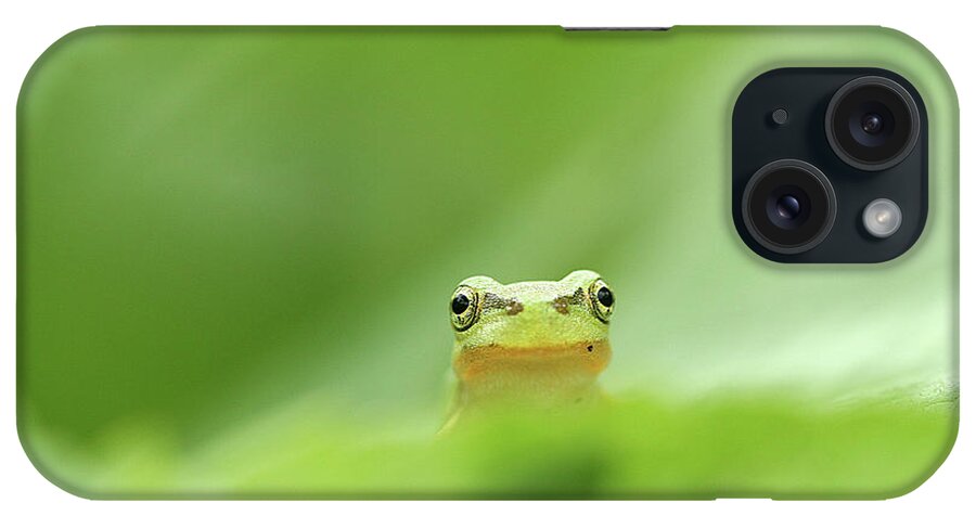 Animal Themes iPhone Case featuring the photograph Little Frog Among Green Leaves by Huayang