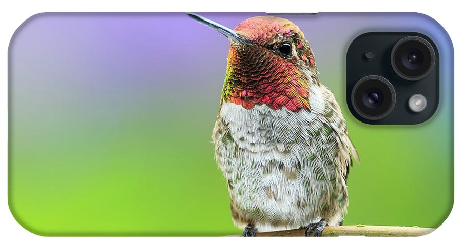 Animal iPhone Case featuring the photograph Little Jewel by Briand Sanderson
