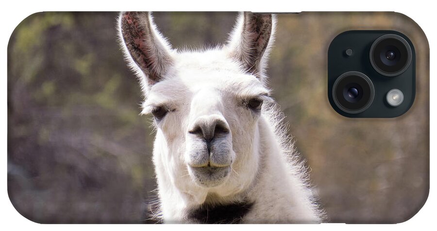 Llama iPhone Case featuring the photograph Dapper Llama with bow tie by Christy Garavetto