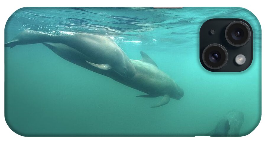 Underwater iPhone Case featuring the photograph Long-finned Pilot Whales by James R.d. Scott