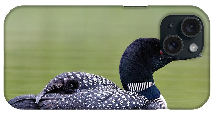 Loon iPhone Case featuring the photograph Loon and Chick by Shannon Carson