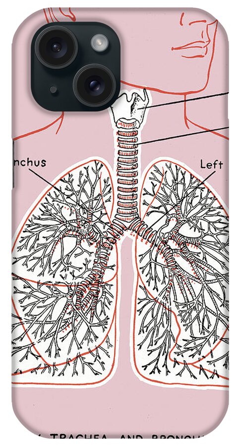 Anatomical iPhone Case featuring the drawing Lung Diagram by CSA Images
