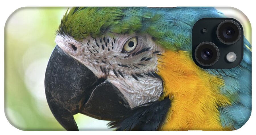 Macaw Nz17 1 iPhone Case featuring the photograph Macaw Nz17 1 by Robert Michaud