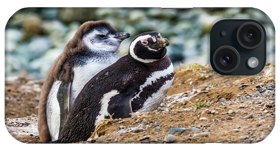 Penguin iPhone Case featuring the photograph Magellan penguins on the Isla Magdalena, Chile by Lyl Dil Creations