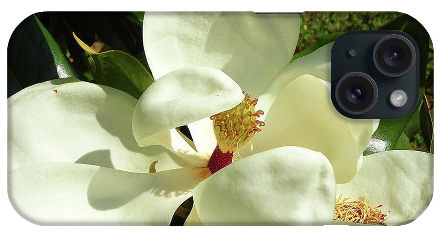 Magnolia iPhone Case featuring the photograph Magnolia Blossom 2019 by Eunice Warfel