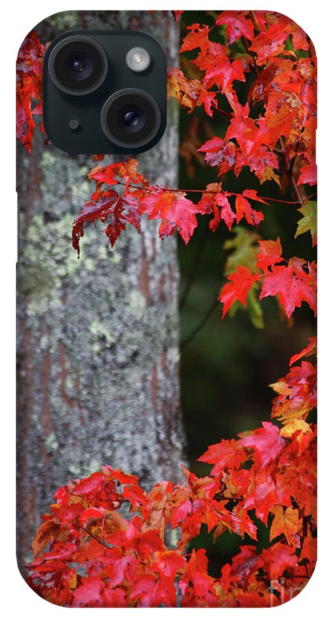 Maine Fall Colors iPhone Case featuring the photograph Maine in the Fall by Terri Brewster