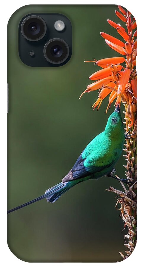 Bird iPhone Case featuring the photograph Malachite Sunbird 1 by Claudio Maioli