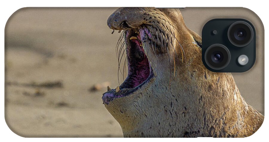 California iPhone Case featuring the photograph Male Elephant Seal Vocalizing by Donald Pash