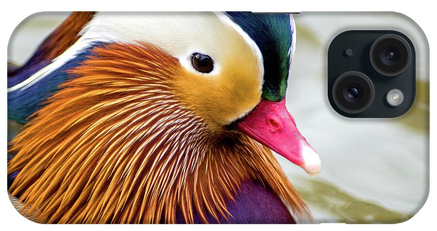 Mandarin Ducks iPhone Case featuring the photograph Mandarin Duck Portrait by Judi Dressler