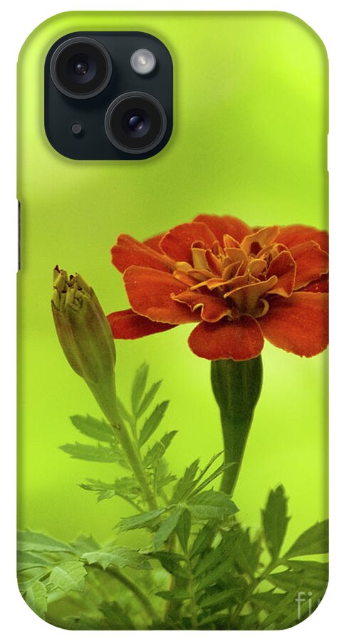 Color iPhone Case featuring the photograph Marigold On A Brilliant Spring Day by Dorothy Lee