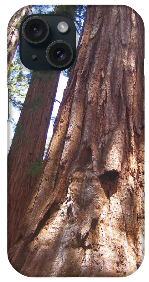 Yosemite iPhone Case featuring the photograph Mariposa Grove Giant Ancient Trees Yosemite National Park by John Shiron