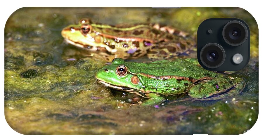 Aquatic iPhone Case featuring the photograph Marsh Frogs In A Pond by John Devries/science Photo Library