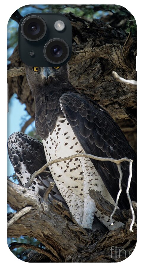 Wildlife iPhone Case featuring the photograph Martial Eagle by Peter Chadwick/science Photo Library