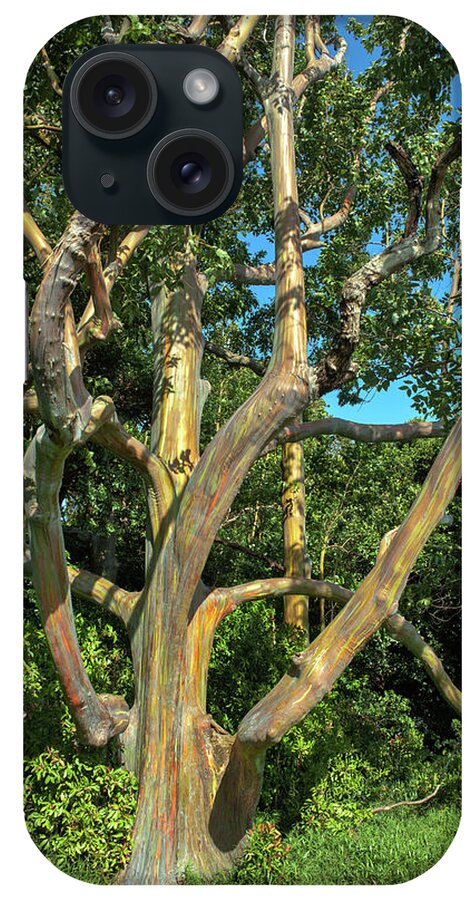 Maui Eucalyptus iPhone Case featuring the photograph Maui Rainbow Eucalyptus by Chris Spencer
