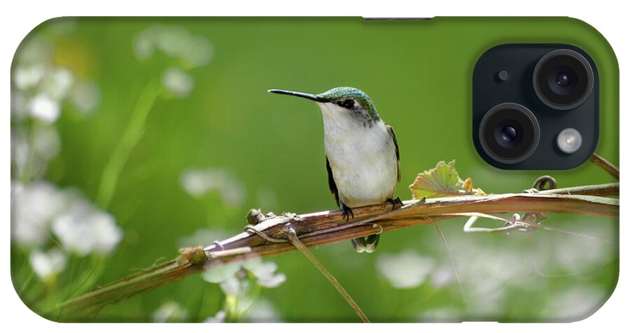 Hummingbird iPhone Case featuring the photograph Meadow Hummingbird by Christina Rollo