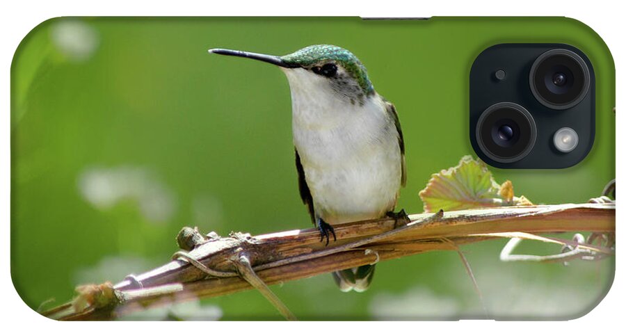 Birds iPhone Case featuring the photograph Meadow Hummingbird Square by Christina Rollo