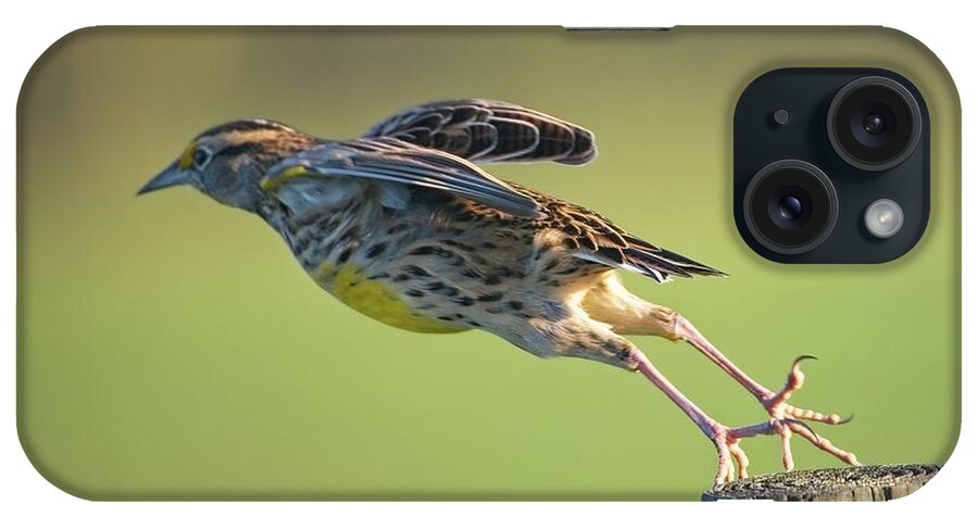 Nature iPhone Case featuring the photograph Meadowlark No 2 by Steve DaPonte
