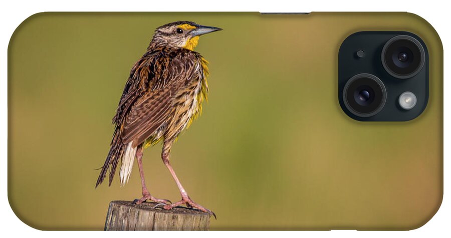 Meadowlark iPhone Case featuring the photograph Meadowlark on Post by Tom Claud