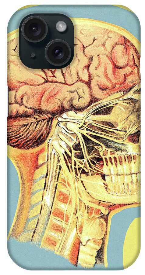 Anatomical iPhone Case featuring the drawing Medical Illustration of Head by CSA Images